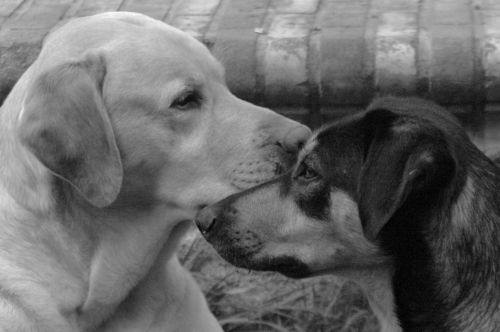 Fotografia de Quicksandahead  - Galeria Fotografica: B/w - Foto: 