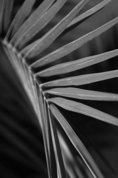 Fotografia de Quicksandahead  - Galeria Fotografica: B/w - Foto: 