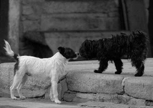 Fotografia de Quicksandahead  - Galeria Fotografica: B/w - Foto: 