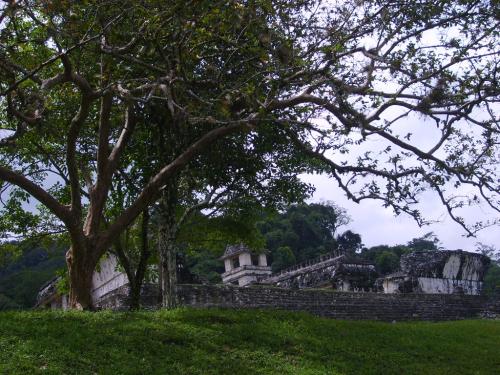 Fotografia de Roca - Galeria Fotografica: Palenque - Foto: arboleado