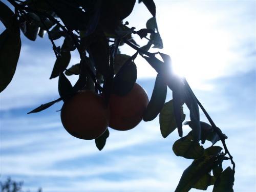 Fotografia de quiquekb - Galeria Fotografica: mis primeras fotos - Foto: naranjas valencianas