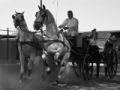 Fotos de Jess Valls -  Foto: Blanco y negro - Caballos.