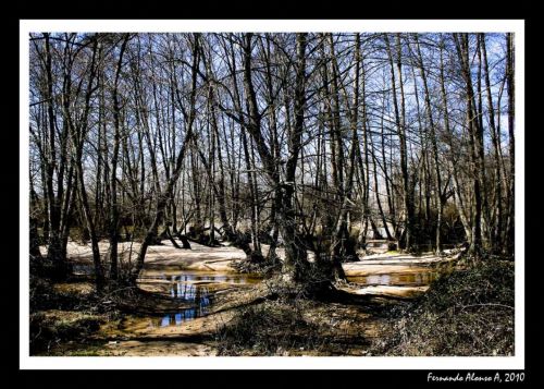 Fotografia de Fernando Alonso A. - Galeria Fotografica: ARBOLEDA - Foto: 