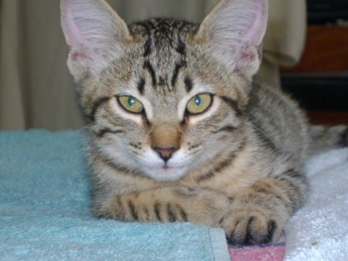 Fotografia de Jey Tenorio - Galeria Fotografica: mi gata catira - Foto: 