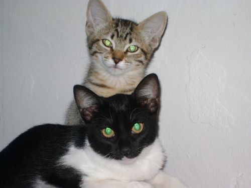Fotografia de Jey Tenorio - Galeria Fotografica: mi gata catira - Foto: catira y su hermano mayor mario