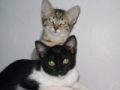 Foto de  Jey Tenorio - Galería: mi gata catira - Fotografía: catira y su hermano mayor mario