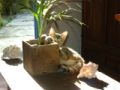 Foto de  Jey Tenorio - Galería: mi gata catira - Fotografía: 