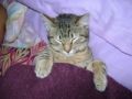 Foto de  Jey Tenorio - Galería: mi gata catira - Fotografía: catira muerta de sueo