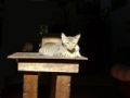 Fotos de Jey Tenorio -  Foto: mi gata catira - 