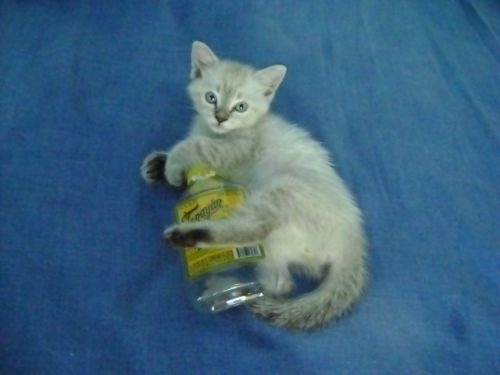 Fotografia de Jey Tenorio - Galeria Fotografica: mi gata catira - Foto: 