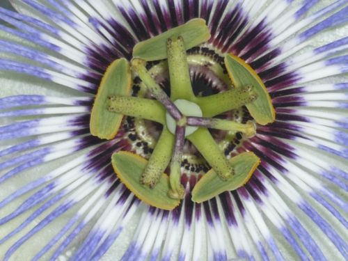 Fotografia de Katu - Galeria Fotografica: flor - Foto: 