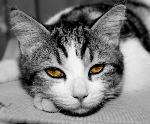 Fotografia de Fernando Alonso A. - Galeria Fotografica: ARBOLEDA - Foto: Nino