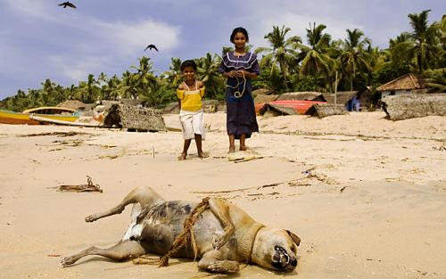 Fotografia de Francisco Garvi, Fotografo - Galeria Fotografica: Kerala India - Foto: 5