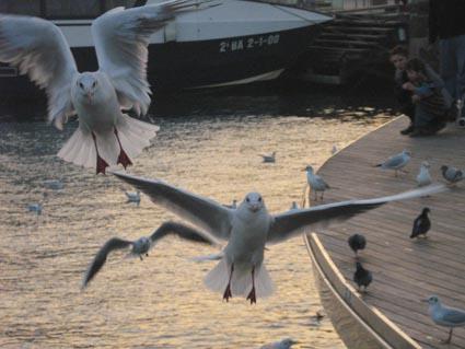 Fotografia de borgia - Galeria Fotografica: latidos - Foto: alas