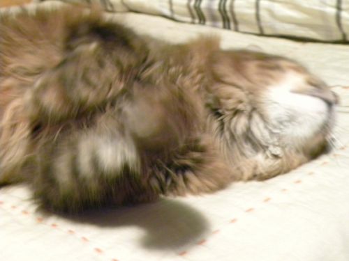 Fotografia de Pitufo Gruon - Galeria Fotografica: Mi gata - Foto: 