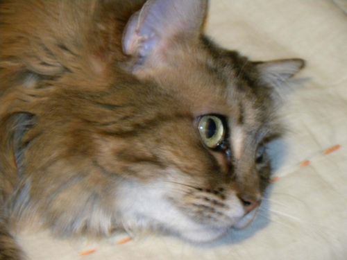 Fotografia de Pitufo Gruon - Galeria Fotografica: Mi gata - Foto: 