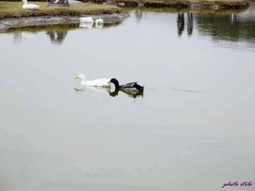 Fotografia de FOTOARTE - Galeria Fotografica: foto stilo - Foto: 