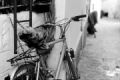 Fotos de Gonzalo Barroso Pea -  Foto: series_bicicletas - 