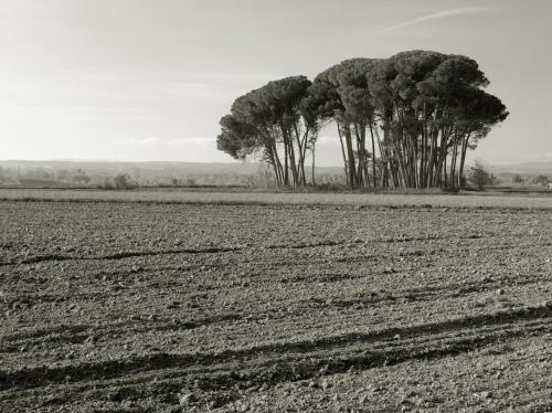 Fotografia de Gim�nez - Galeria Fotografica: En el campo - Foto: Pinada