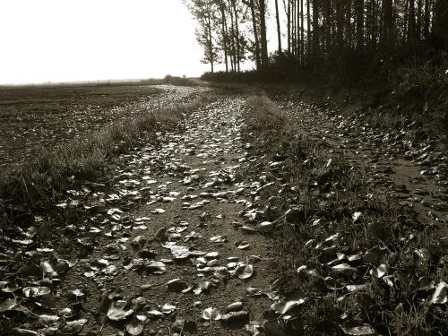 Fotografia de Gimnez - Galeria Fotografica: En el campo - Foto: Las hojas muertas 1