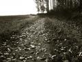 Foto de  Gimnez - Galería: En el campo - Fotografía: Las hojas muertas 1
