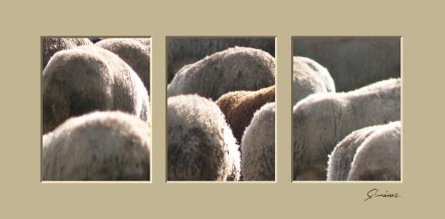 Fotografia de Gimnez - Galeria Fotografica: En el campo - Foto: lana