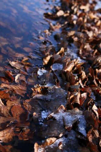 Fotografia de Gardien Lune - Galeria Fotografica: Montseny (paisajes) - Foto: freezing leafs