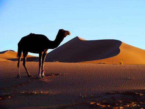 Fotografia de hectormartinez.info - Galeria Fotografica: Marruecos 2 - Foto: 