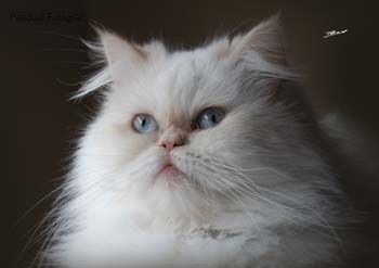 Fotografia de PASCUAL FOTGRAFS - Galeria Fotografica: Animales - Foto: 