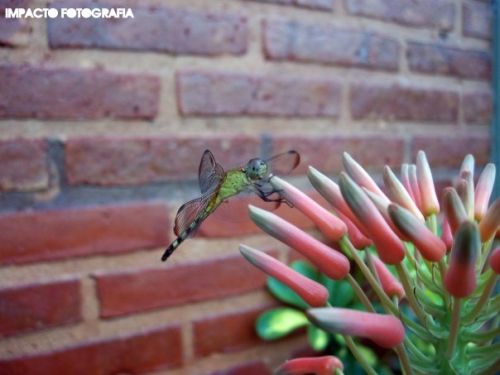 Fotografia de Salva - Galeria Fotografica: Salva Fotofografia - Foto: 