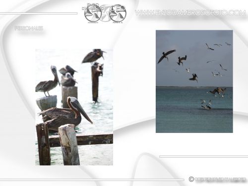 Fotografia de Enzo D'Ambrosio Foto - Galeria Fotografica: Portafolio Personal - Foto: 