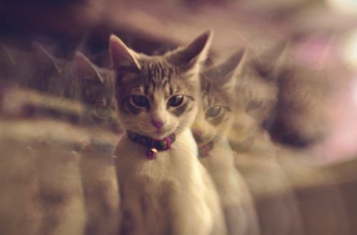 Fotografia de Deborah Guarneros - Galeria Fotografica: Lisergido  - Foto: 