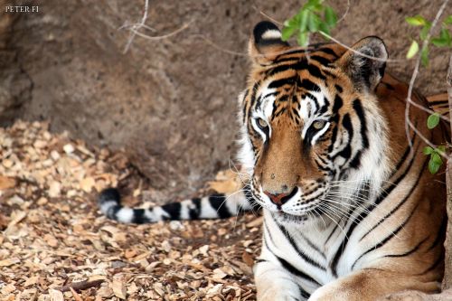 Fotografia de Peter FI - Galeria Fotografica: Animales - Foto: 