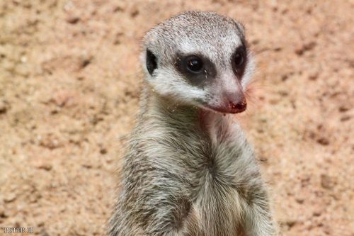 Fotografia de Peter FI - Galeria Fotografica: Animales - Foto: 