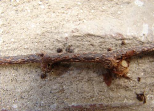 Fotografia de  - Galeria Fotografica: Acercamientos - Foto: trepa