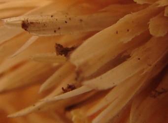 Fotografia de  - Galeria Fotografica: Acercamientos - Foto: petalo