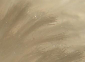 Fotografia de  - Galeria Fotografica: Acercamientos - Foto: viento