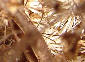 Fotografia de  - Galeria Fotografica: Acercamientos - Foto: en el bosque