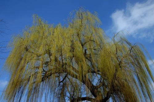 Fotografia de Germn - Galeria Fotografica: lugares - Foto: Sauce lloron