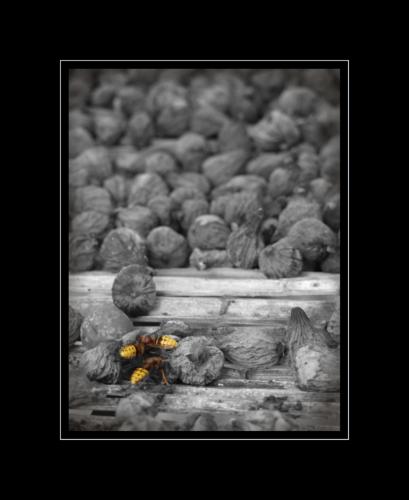 Fotografia de erkajita - Galeria Fotografica: cautivo de la baja andalucia. - Foto: abejas.