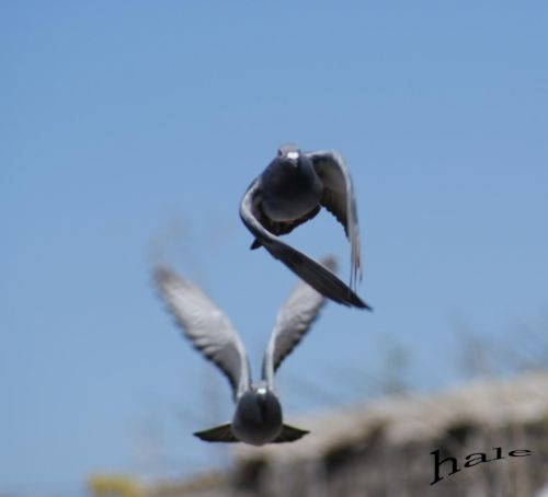 Fotografia de OSCAR HALE - Galeria Fotografica: Paloma en competencia - Foto: Determinacion