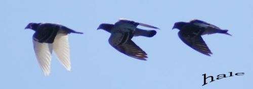 Fotografia de OSCAR HALE - Galeria Fotografica: Paloma en competencia - Foto: Disciplina