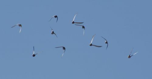 Fotografia de OSCAR HALE - Galeria Fotografica: Paloma en competencia - Foto: Aleteo cordinado