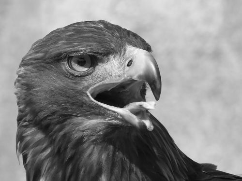 Fotografia de agus rodrguez - Galeria Fotografica: naturaleza - Foto: Salvaje