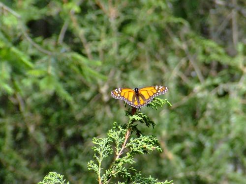 Fotografia de agus rodrguez - Galeria Fotografica: naturaleza - Foto: Mariposa