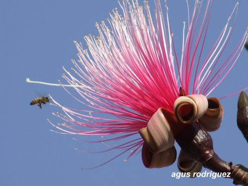 Fotografia de agus rodrguez - Galeria Fotografica: naturaleza - Foto: Abeja