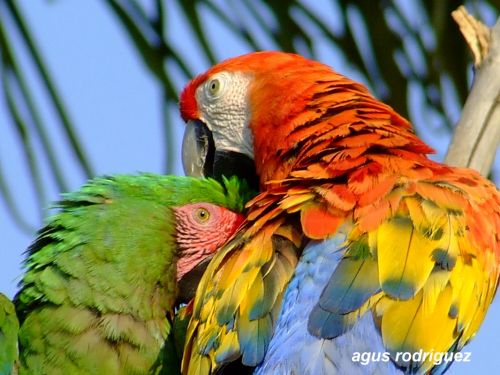 Fotografia de agus rodrguez - Galeria Fotografica: naturaleza - Foto: Colorido