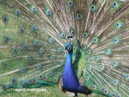 Fotografia de agus rodrguez - Galeria Fotografica: naturaleza - Foto: Pavo