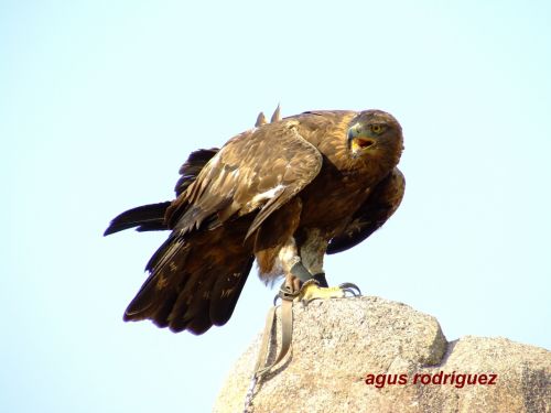 Fotografia de agus rodrguez - Galeria Fotografica: naturaleza - Foto: Aguila