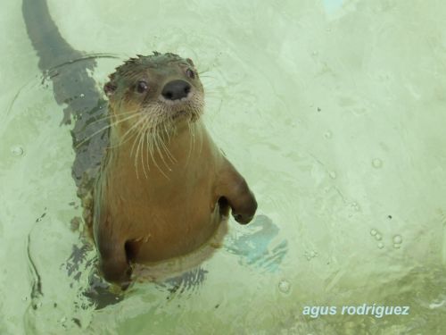 Fotografia de agus rodrguez - Galeria Fotografica: naturaleza - Foto: Nutria